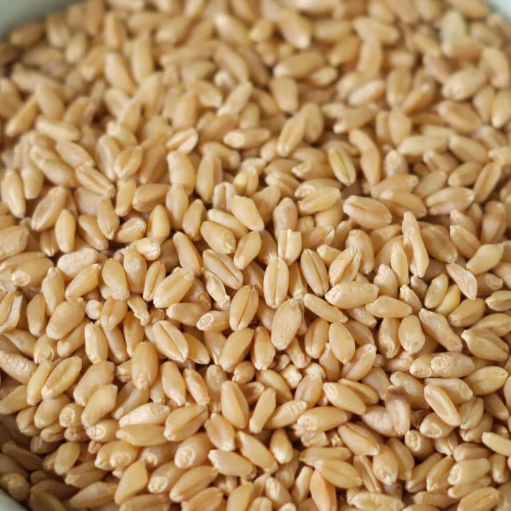 Rainy Day Foods Grain Variety Pack - Six #10 Cans