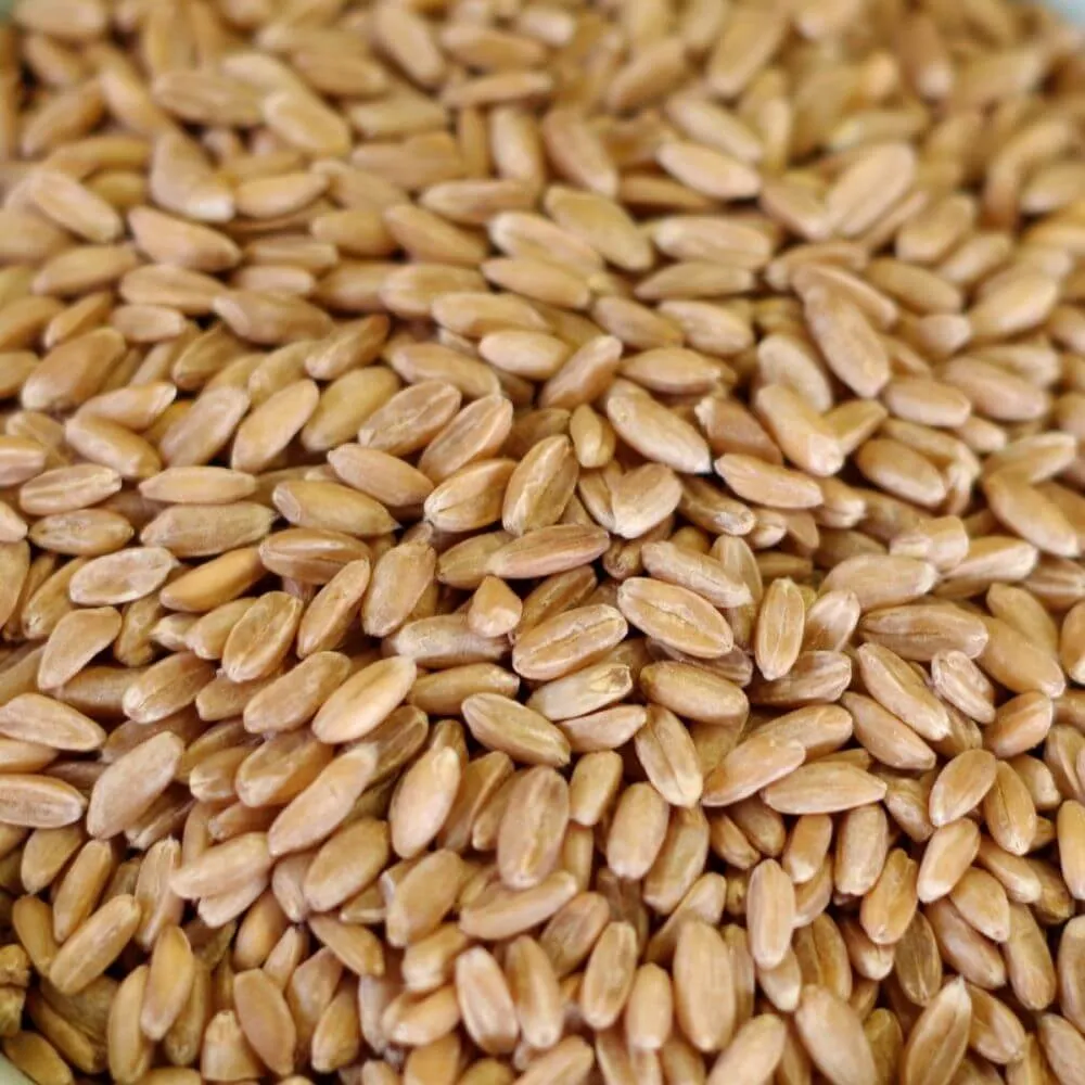 Rainy Day Foods Grain Variety Pack - Six #10 Cans