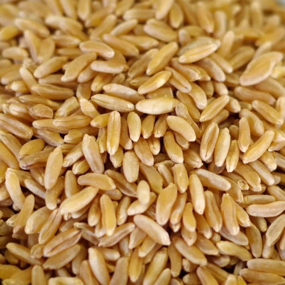 Rainy Day Foods Grain Variety Pack - Six #10 Cans