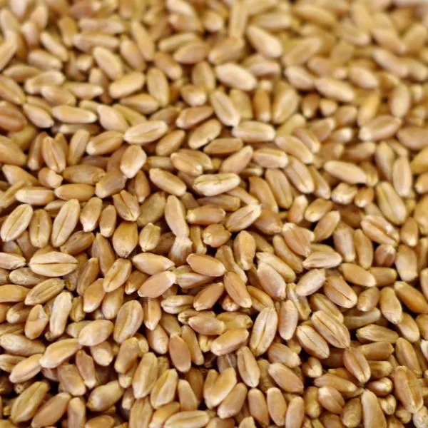 Rainy Day Foods Grain Variety Pack - Six #10 Cans
