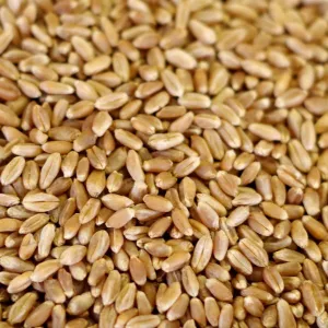 Rainy Day Foods Grain Variety Pack - Six #10 Cans