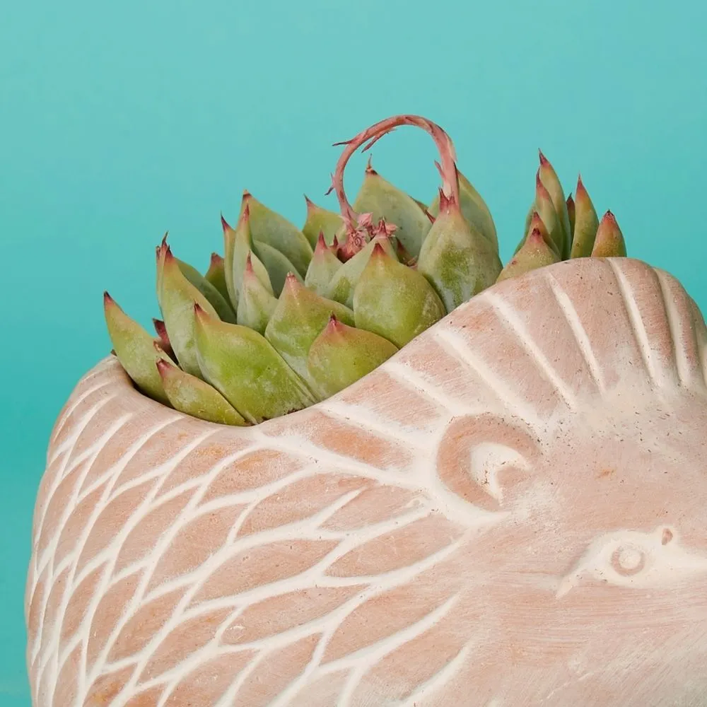 Small Terracotta Hedgehog Pot